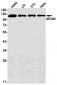 MCM2 (1K1) Rabbit Monoclonal Antibody